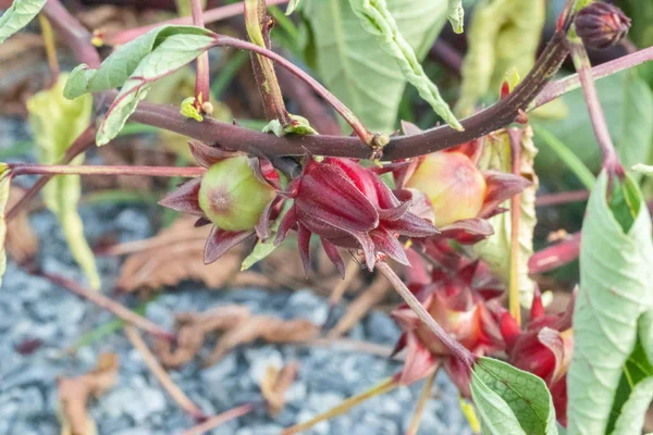 Nahaufnahme von frischen Rosellen am Baum im Garten — Stockfoto