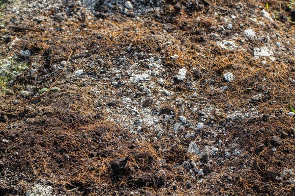 Primer plano del hongo del suelo en el jardín — Foto de Stock