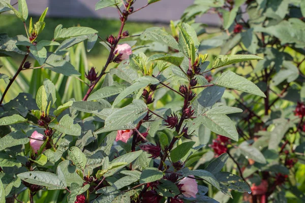 Nahaufnahme von frischen Rosellen am Baum im Garten — Stockfoto