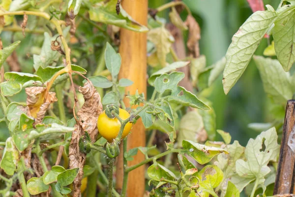 Frische kleine Tomate auf Baum im Garten bei Thailand — Stockfoto