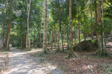 Tayland, Phatthalung 'da yeşil yağmur ormanı ağacı