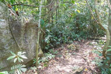 Tayland, Phatthalung 'da yeşil yağmur ormanı ağacı