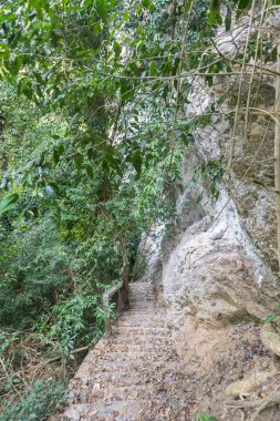 Tayland, Phatthalung 'da yeşil yağmur ormanı ağacı