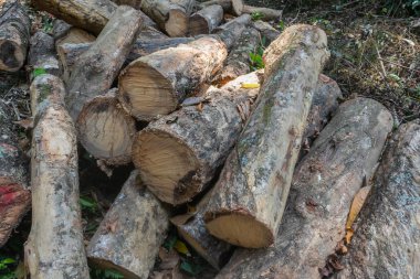 Phatthalung, Tayland 'da kauçuk odun yığını