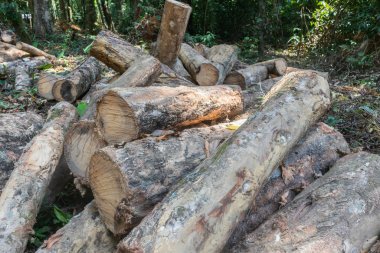 Phatthalung, Tayland 'da kauçuk odun yığını