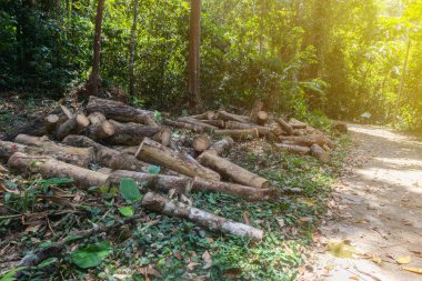 Phatthalung, Tayland 'da kauçuk odun yığını