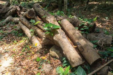 Phatthalung, Tayland 'da kauçuk odun yığını