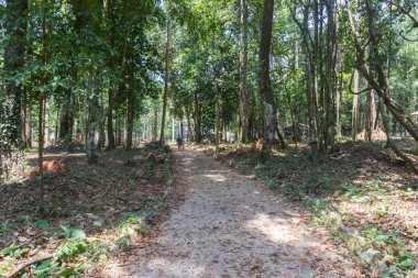 Tayland, Phatthalung 'da taş patika ve yağmur ormanları