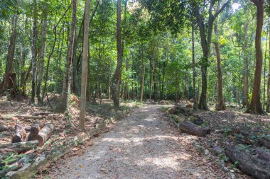 Tayland, Phatthalung 'da taş patika ve yağmur ormanları