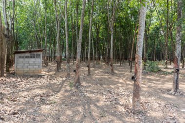 Tayland 'da kauçuk ağacı veya Hevea brasiliensis