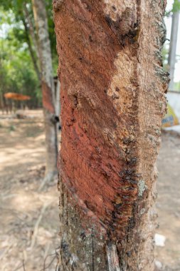 Tayland 'da kauçuk ağacı veya Hevea brasiliensis