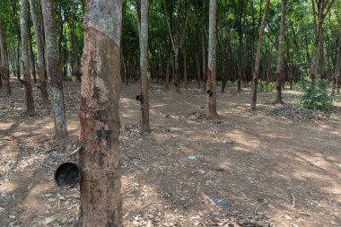 Tayland 'da kauçuk ağacı veya Hevea brasiliensis