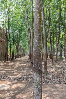 Tayland 'da kauçuk ağacı veya Hevea brasiliensis