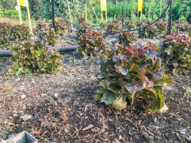 organik kırmızı meşe marulu