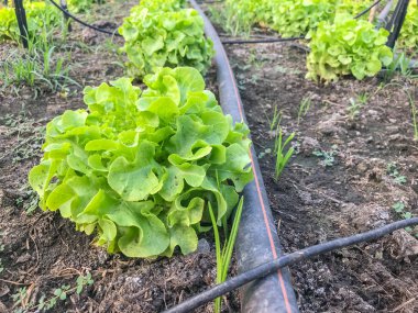 organik yeşil meşe marulu