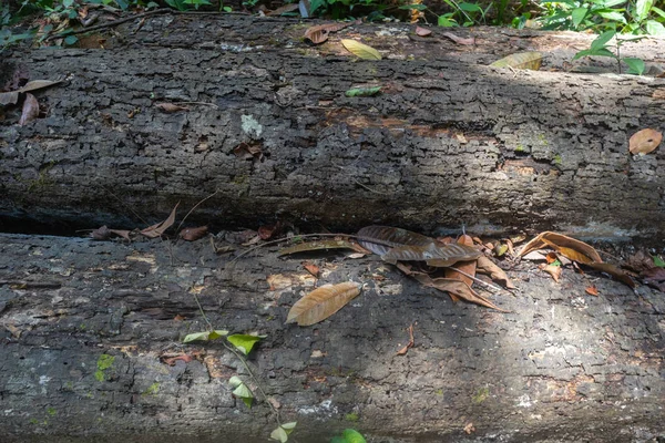 Pilha de madeira de borracha log em Phatthalung, Tailândia — Fotografia de Stock
