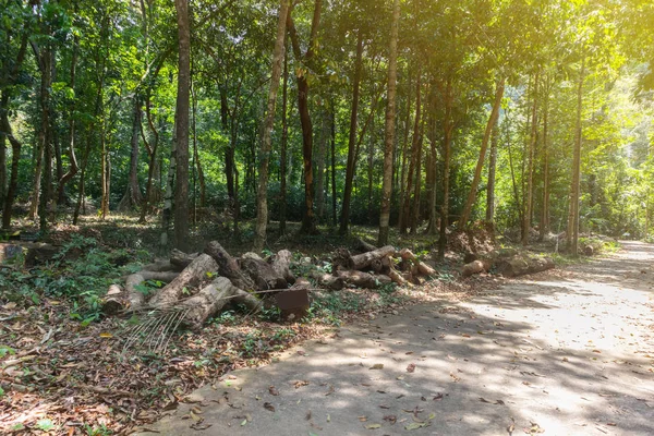 Jalan batu dan hutan hujan di Phatthalung, Thailand — Stok Foto