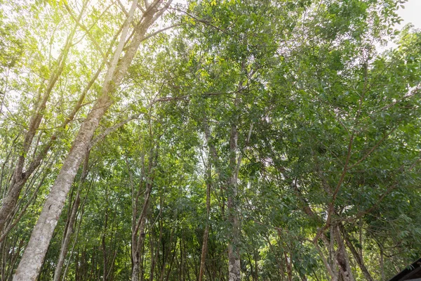 Ελαστικό δέντρο ή Hevea brasiliensis στην Ταϊλάνδη — Φωτογραφία Αρχείου