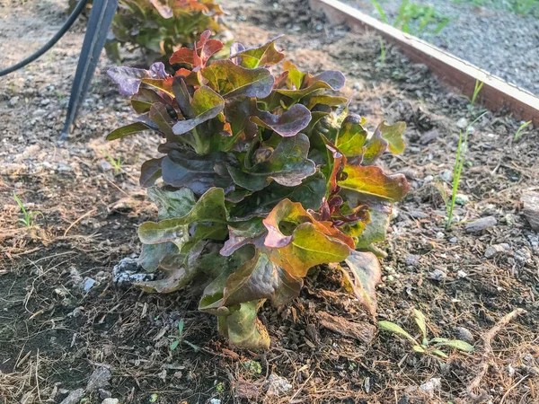 Planta de alface de carvalho vermelho orgânico no solo — Fotografia de Stock