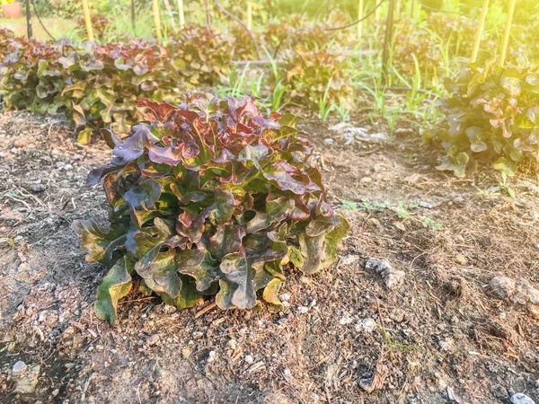 地上的有机红橡木莴苣植物 — 图库照片