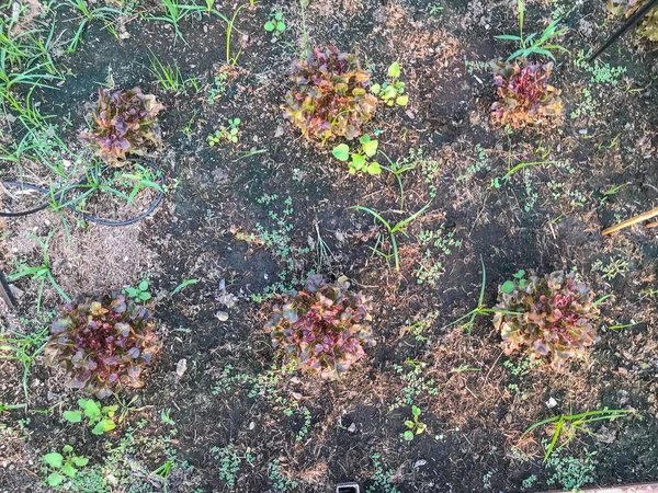 Laitue de chêne rouge biologique sur le sol — Photo