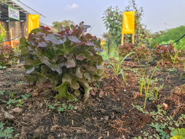 Planta de lechuga de roble rojo orgánico en el suelo — Foto de Stock