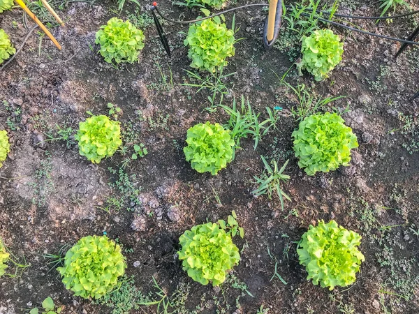 Biologische groene eikensla plant op de grond — Stockfoto