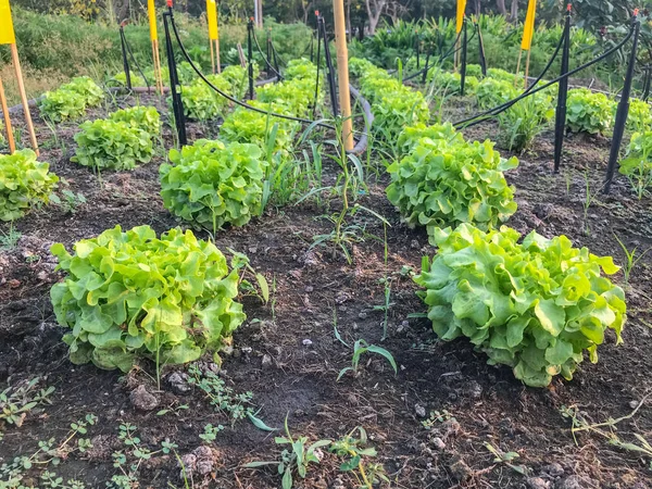Органический зеленый дуб салат завод на земле — стоковое фото