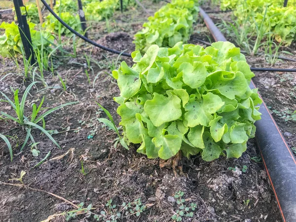 Laitue de chêne vert biologique sur le sol — Photo