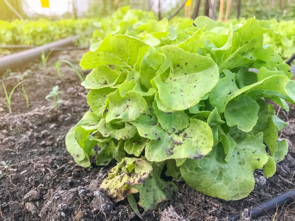 Organic green oak lettuce plant on ground — 스톡 사진