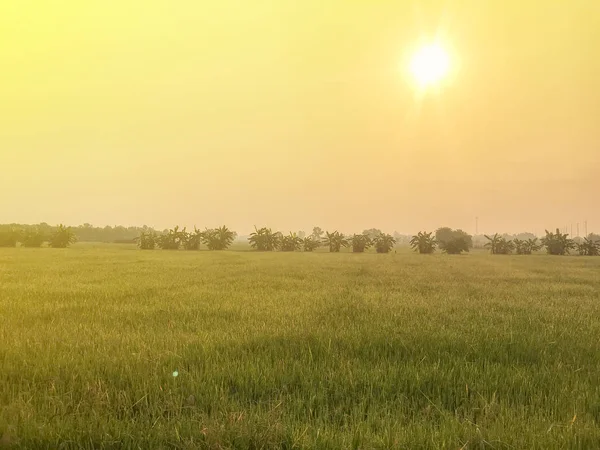 warm light farm, sunrise and rice field at Thailand