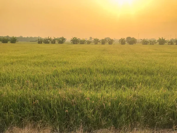 warm light farm, sunrise and rice field at Thailand