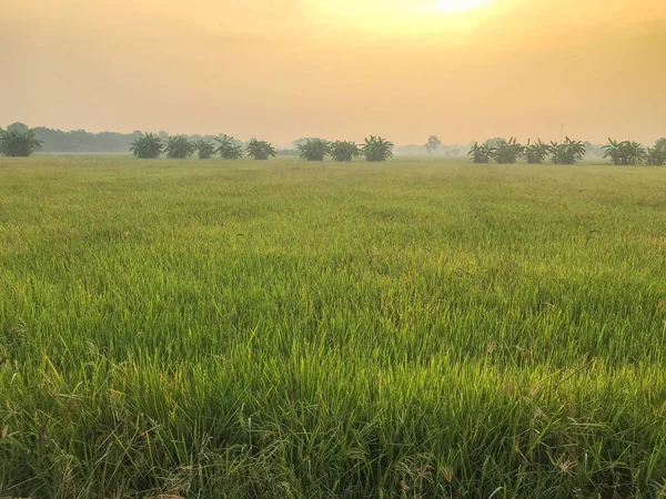 Warmlichtfarm, Sonnenaufgang und Reisfeld in Thailand — Stockfoto
