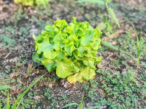 Органический зеленый дуб салат завод на земле — стоковое фото
