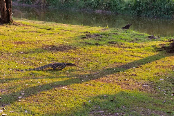 Varanus salvator au sol dans le parc — Photo