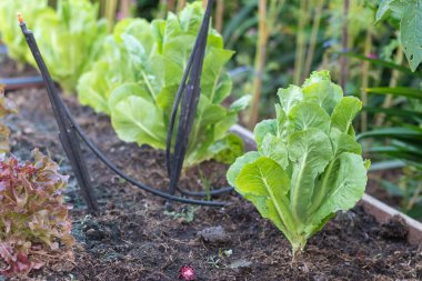 Yeşil meşe salatası.