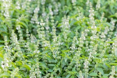 Ahşap fesleğen ya da limon fesleğeni