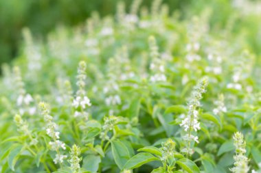 Ahşap fesleğen ya da limon fesleğeni