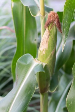 Bahçedeki taze mısırları kapatın.