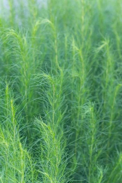 Nahaufnahme von Artemisia capillaris im Garten — Stockfoto