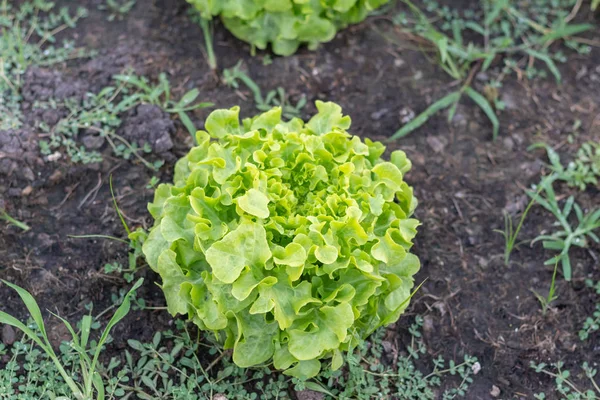 Close up of fresh green oak lettuce on the ground — стоковое фото