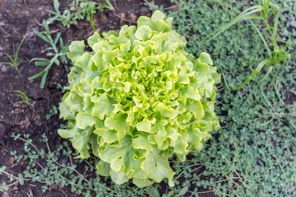 Close up of fresh green oak lettuce on the ground — стоковое фото