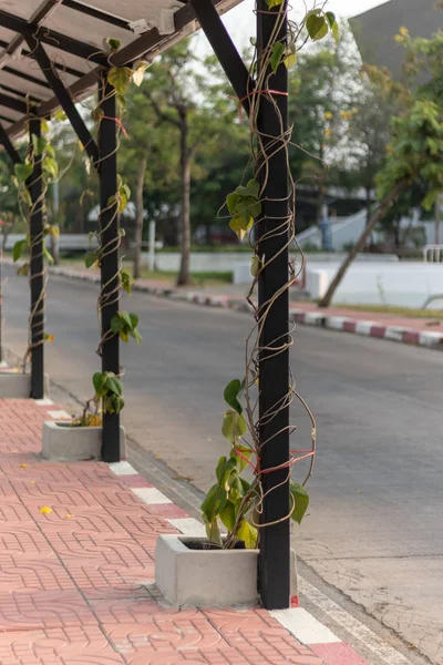 Ścieżka spacerowa w pobliżu parkingu, Tajlandia — Zdjęcie stockowe