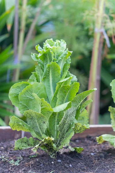 Rangée de laitue de chêne vert au jardin — Photo