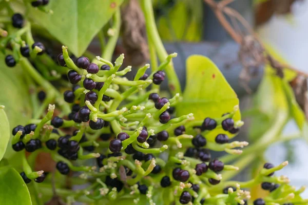Calabash или Cucurbitaceae (Lagenaria Siceraria) в саду — стоковое фото