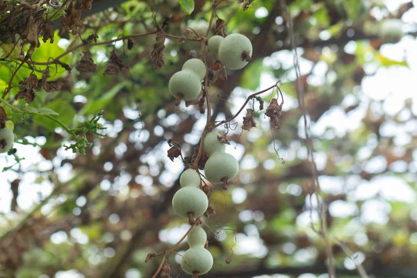 Calabash или Cucurbitaceae (Lagenaria Siceraria) в саду — стоковое фото