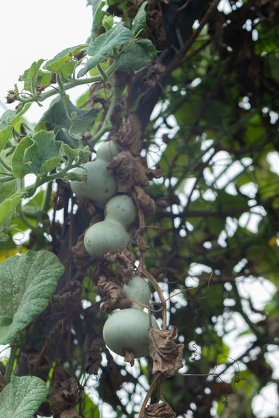 Calabash ou Cucurbitaceae (Lagenaria Siceraria) no jardim — Fotografia de Stock