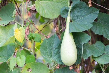 Tayland 'da Calabash ya da Cucurbitaceae bitkisi (Lagenaria Siceraria)