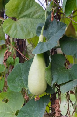 Tayland 'da Calabash ya da Cucurbitaceae bitkisi (Lagenaria Siceraria)