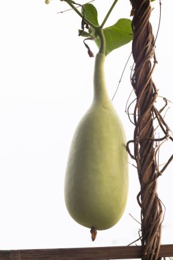 Tayland 'da Calabash ya da Cucurbitaceae bitkisi (Lagenaria Siceraria)